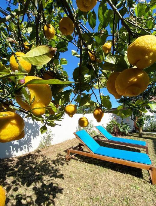 Terra Da Lagoa - Villa Near The Beach & Lagoon Nadadouro 외부 사진